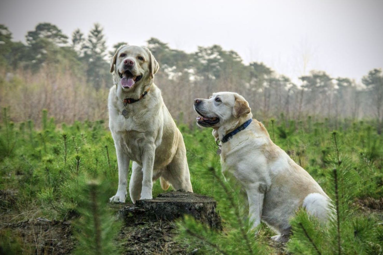 Discovering Responsible Labrador Breeders in Your Local Area: A Guide